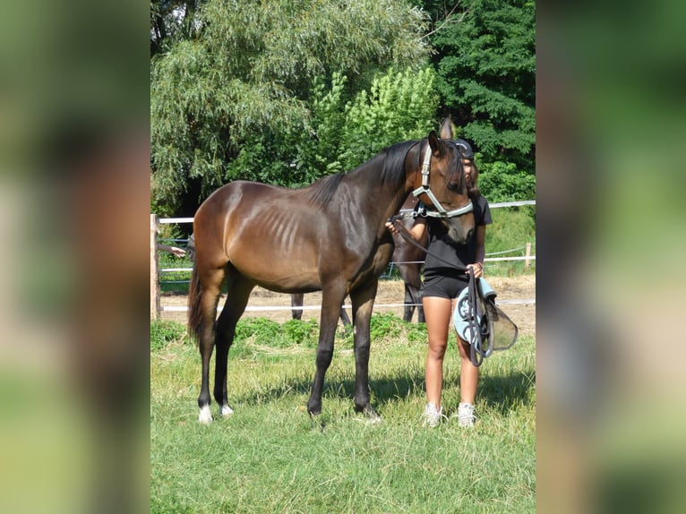 Kinsky Horse Stallion 1 year Bay-Dark in Václavice (Hrádek nad Nisou)