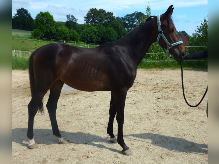 Kinsky Horse Stallion 1 year Bay-Dark in Václavice (Hrádek nad Nisou)