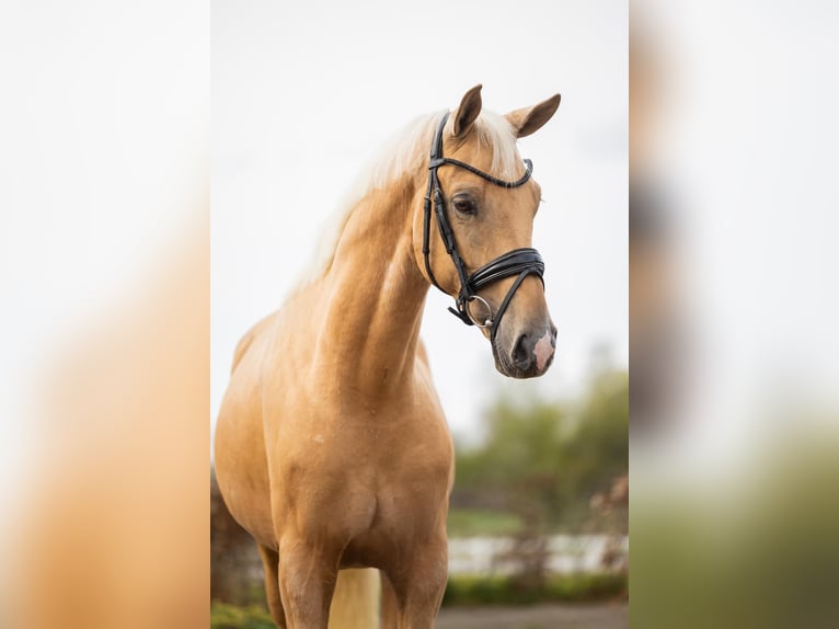 Kinsky Horse Stallion 6 years 15.2 hh Palomino in Eisighofen