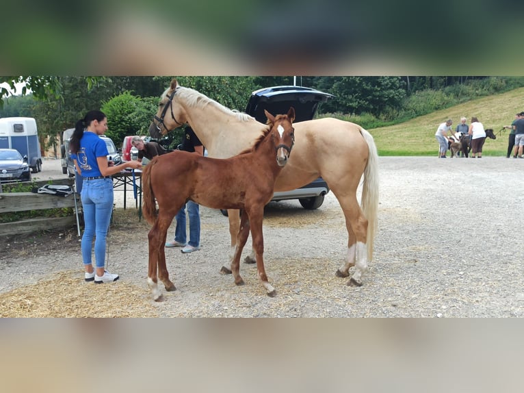 Kinsky Horse Stallion Foal (01/2024) in Bissingen