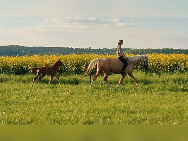 Kinsky Horse Stallion Foal (01/2024) in Bissingen