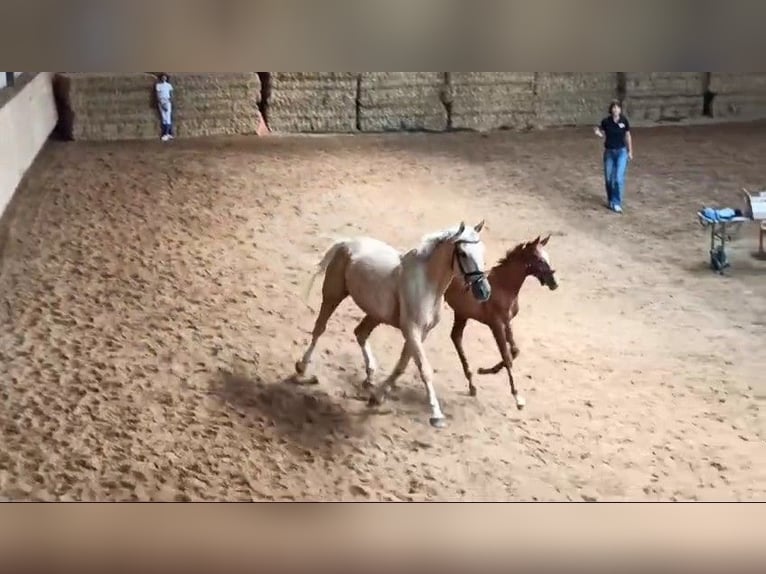 Kinsky Horse Stallion Foal (01/2024) in Bissingen