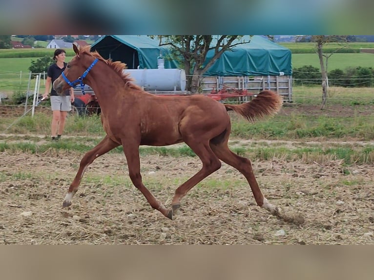 Kinsky Horse Stallion Foal (01/2024) in Bissingen