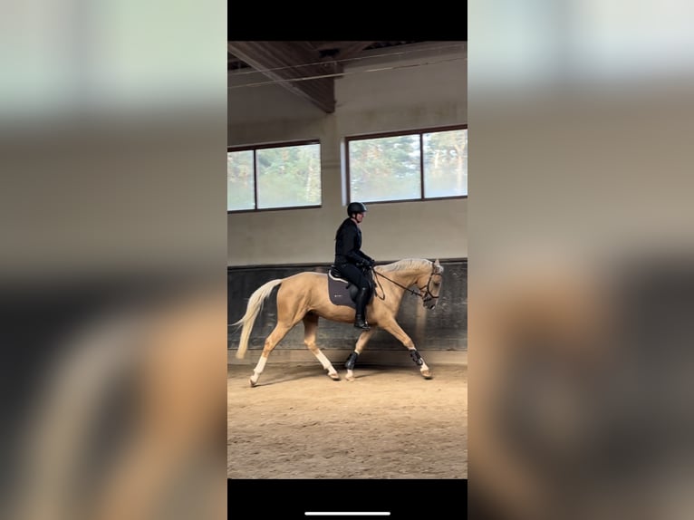 Kinsky Horse Stallion Palomino in LangenbachLangenbach