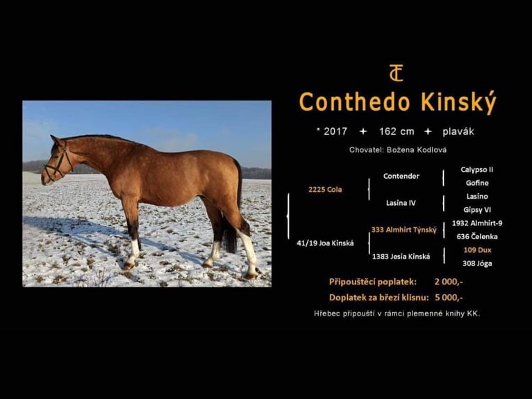 Kinsky paard Hengst 1 Jaar Donkerbruin in Václavice (Hrádek nad Nisou)