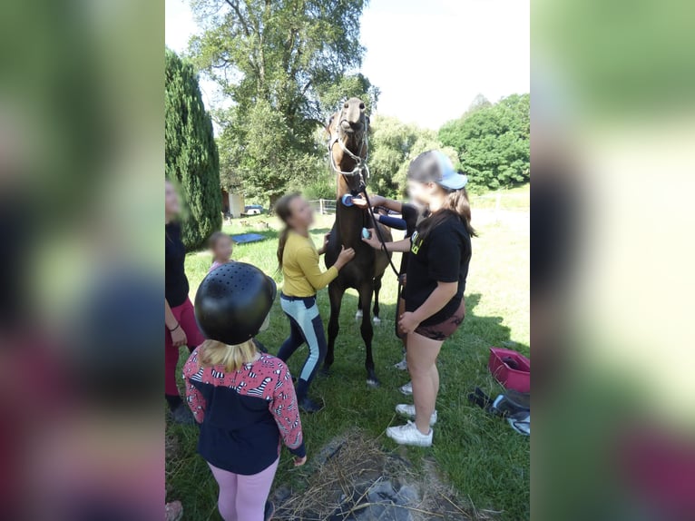 Kinsky paard Hengst 1 Jaar Donkerbruin in Václavice (Hrádek nad Nisou)