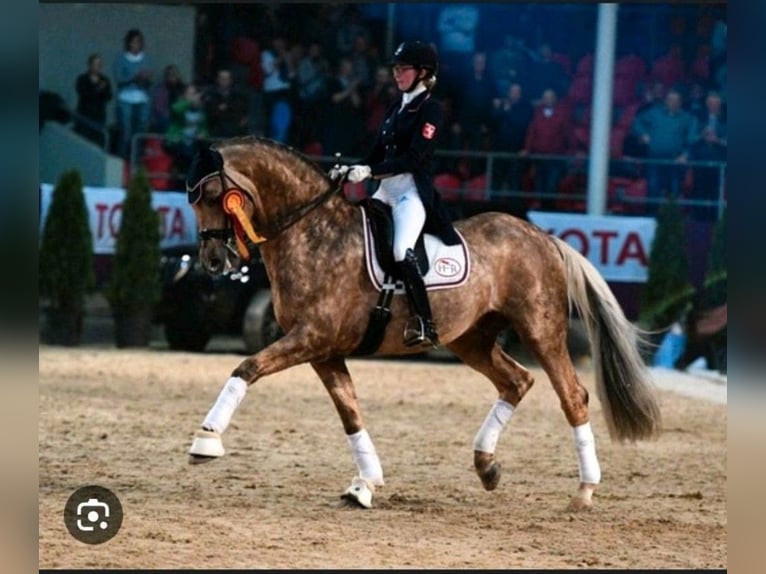 Kinsky paard Hengst veulen (01/2024) in Bissingen