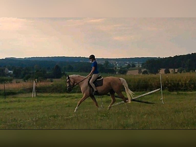 Kinsky paard Hengst veulen (01/2024) in Bissingen