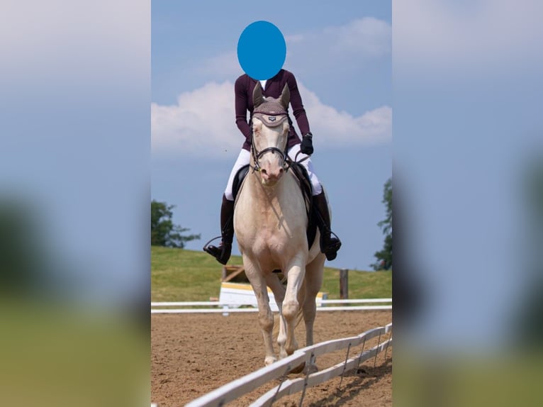 Kinsky paard Merrie 11 Jaar 164 cm Cremello in Žebrák