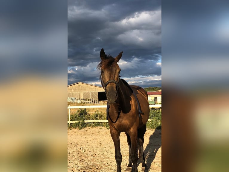 Kinsky paard Merrie 12 Jaar 165 cm Bruin in Breitstetten