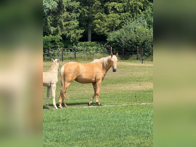 Kinsky paard Mix Merrie 2 Jaar 165 cm Palomino in Ossendrecht