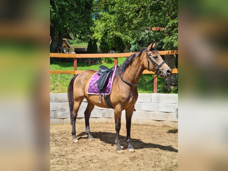 Kinsky paard Merrie 7 Jaar 165 cm Buckskin in Dobříš