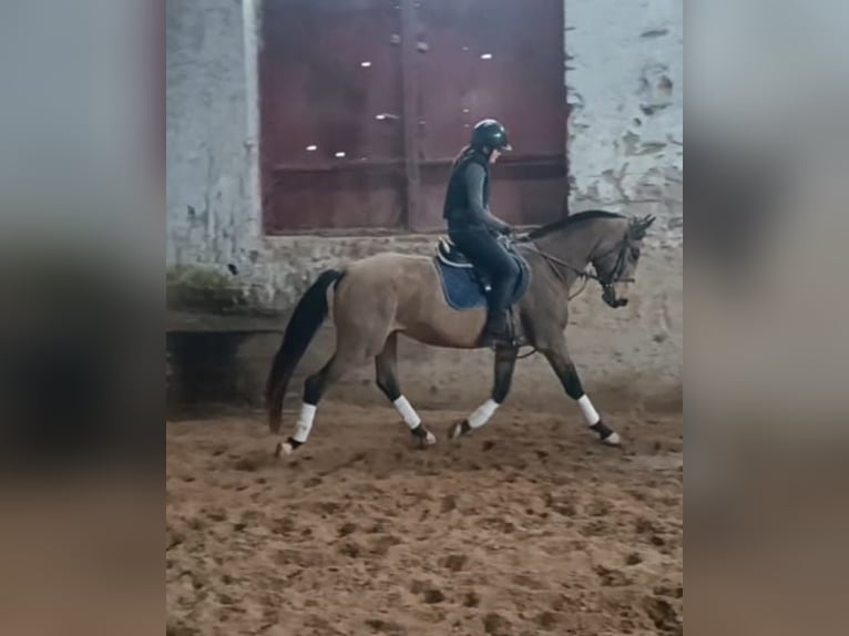 Kinsky paard Merrie 7 Jaar 167 cm Palomino in Sedlčany
