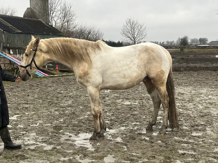 Kinsky paard Mix Ruin 3 Jaar 168 cm Gevlekt-paard in Aldeboarn