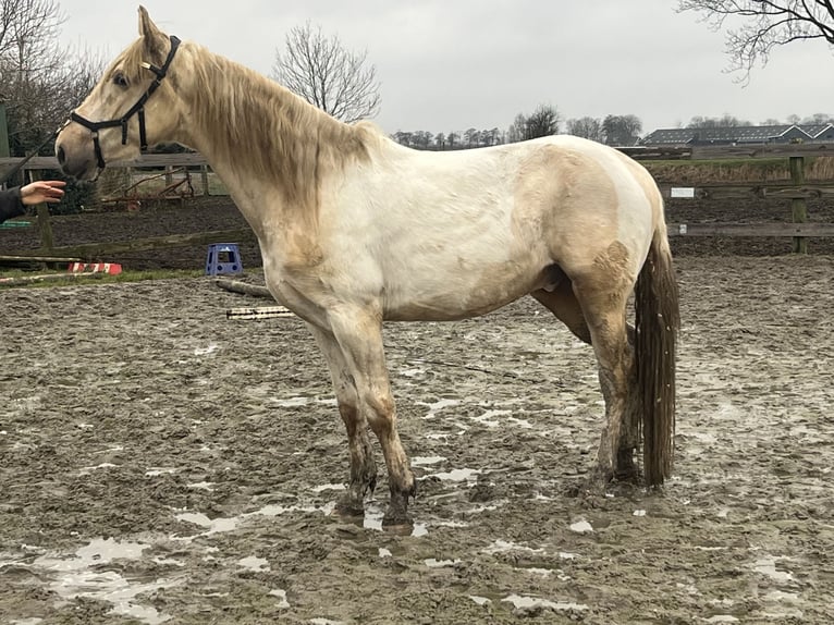 Kinsky paard Mix Ruin 3 Jaar 168 cm Gevlekt-paard in Aldeboarn