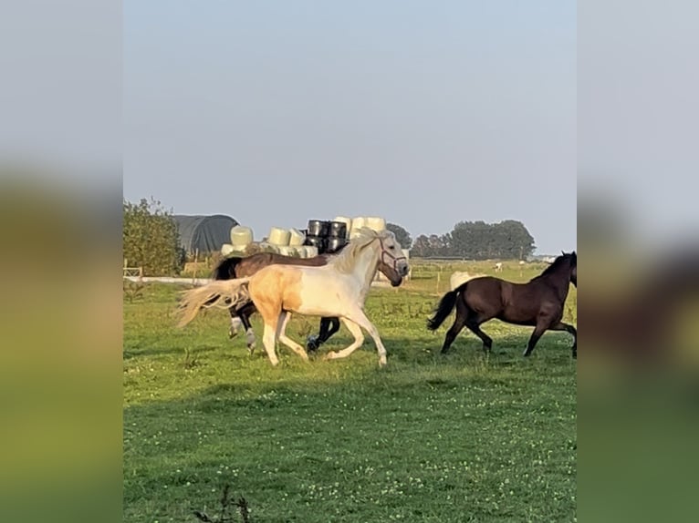 Kinsky paard Mix Ruin 3 Jaar 168 cm Gevlekt-paard in Aldeboarn