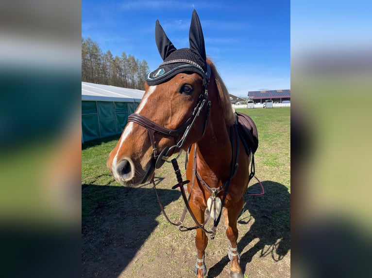 Kinsky paard Ruin 5 Jaar 160 cm Vos in Schärding