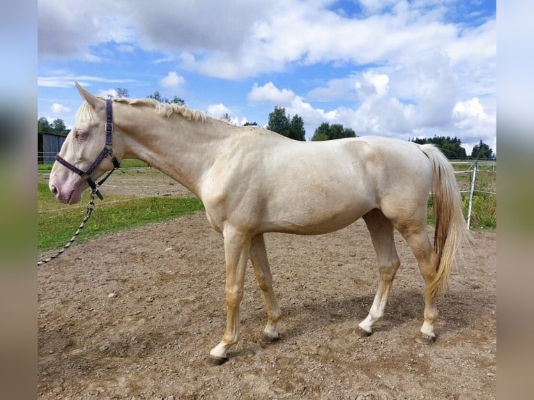 Kinsky paard Ruin 5 Jaar 174 cm Cremello in Prešov
