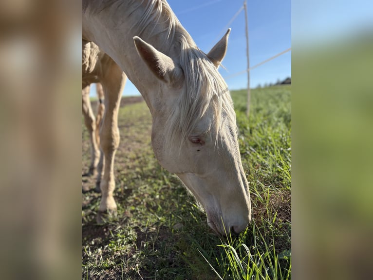 Kinsky paard Ruin 5 Jaar 175 cm Champagne in Prešov