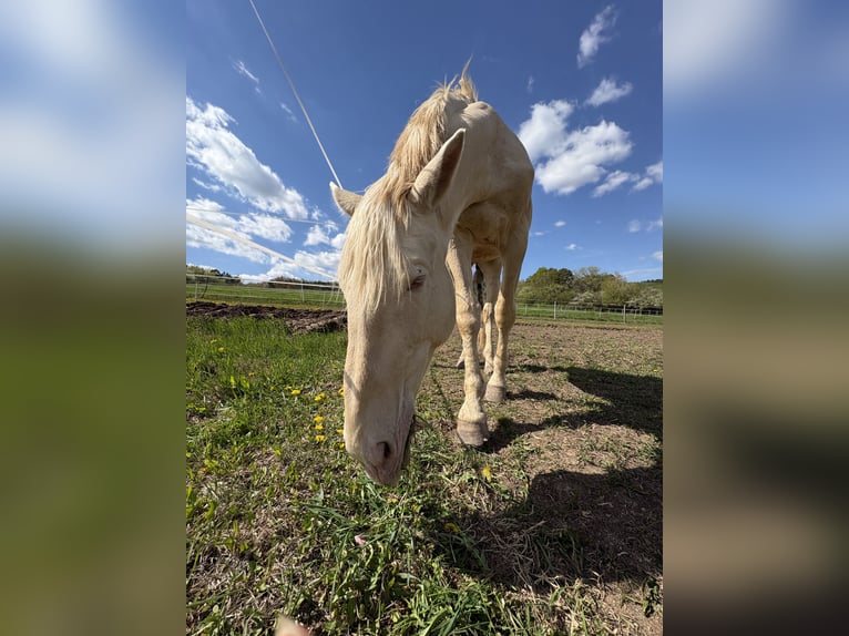 Kinsky paard Ruin 5 Jaar 175 cm Champagne in Prešov