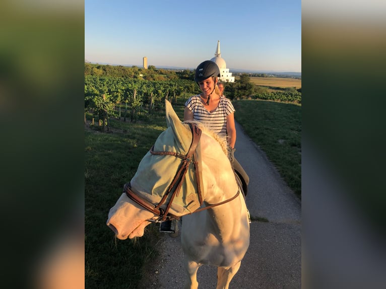 Kinsky paard Ruin 9 Jaar 178 cm Perlino in Kirchberg am Wagram