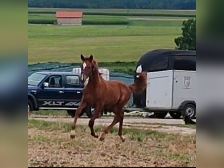 Kinsky-Pferd Hengst Fohlen (01/2024) in Bissingen