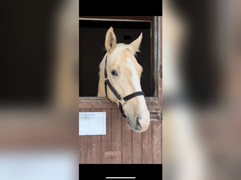 Kinsky-Pferd Hengst Palomino in LangenbachLangenbach