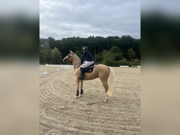 Kinsky-Pferd Hengst Palomino in LangenbachLangenbach