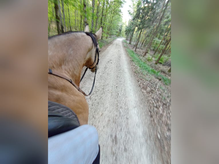 Kinsky-Pferd Stute 13 Jahre 165 cm Buckskin in Bissingen