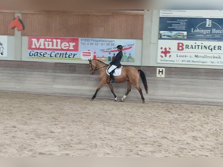 Kinsky-Pferd Stute 13 Jahre 165 cm Buckskin in Bissingen