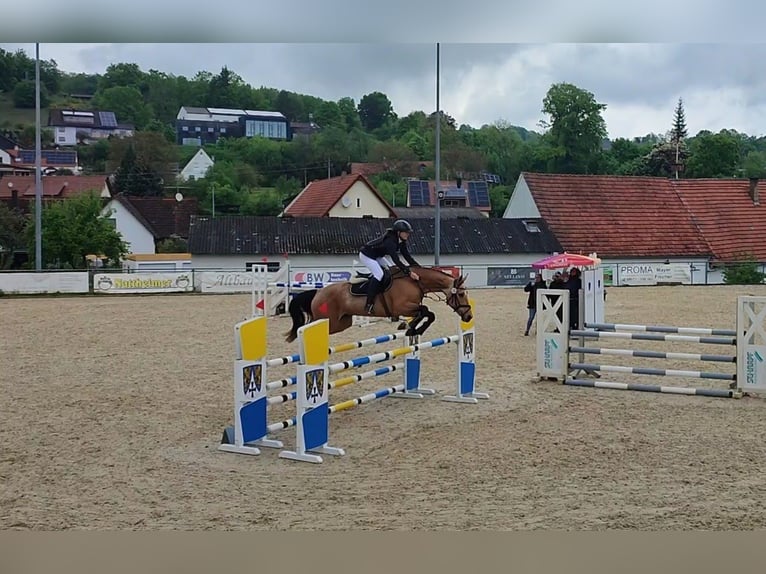 Kinsky-Pferd Stute 13 Jahre 165 cm Buckskin in Bissingen