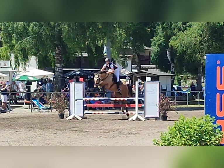 Kinsky-Pferd Stute 13 Jahre 165 cm Buckskin in Bissingen