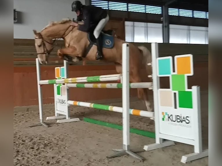 Kinsky-Pferd Stute 6 Jahre 167 cm Palomino in Olovnice