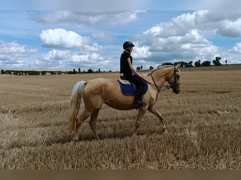 Kinsky-Pferd Stute 6 Jahre 167 cm Palomino in Sedl&#x10D;any
