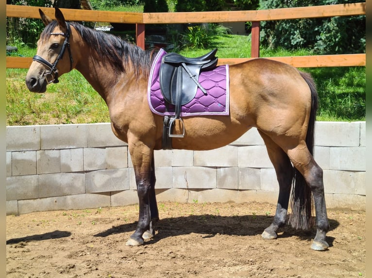 Kinsky-Pferd Stute 7 Jahre 165 cm Buckskin in Dobříš