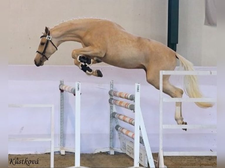 Kinsky-Pferd Stute 7 Jahre 167 cm Palomino in Sedlčany
