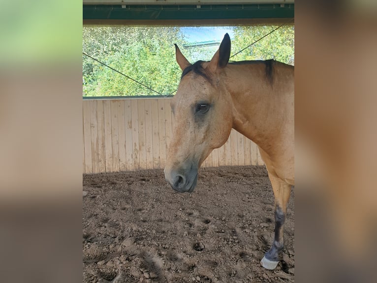 Kinsky-Pferd Wallach 15 Jahre 168 cm Falbe in Uffenheim