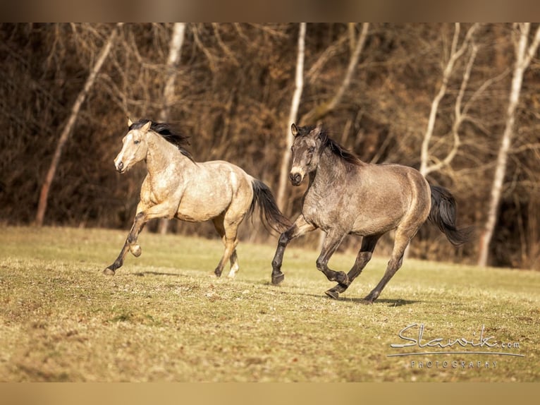 Kinsky-Pferd Wallach 4 Jahre 168 cm in Buršice