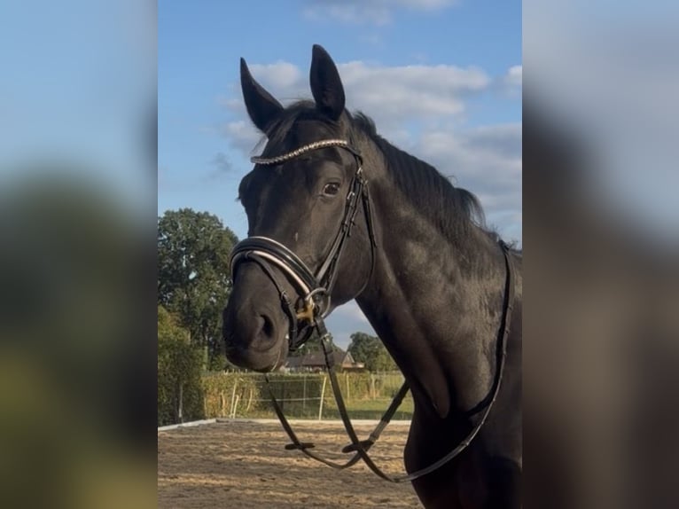 Kinsky-Pferd Wallach 4 Jahre 170 cm  in Rosendahl