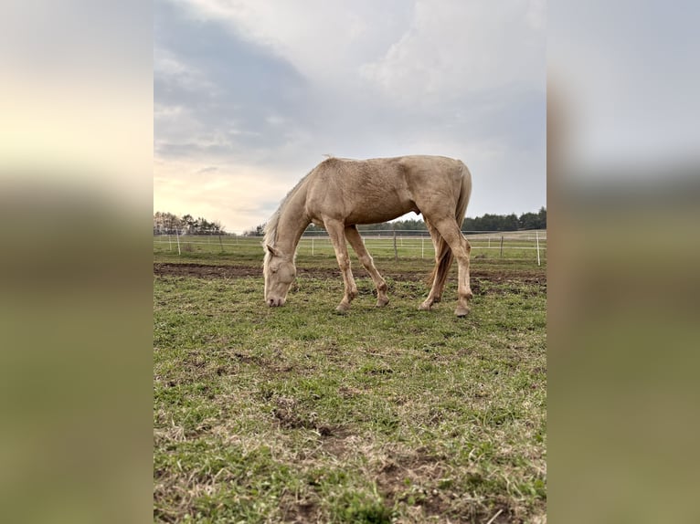 Kinsky-Pferd Wallach 5 Jahre 175 cm Champagne in Prešov