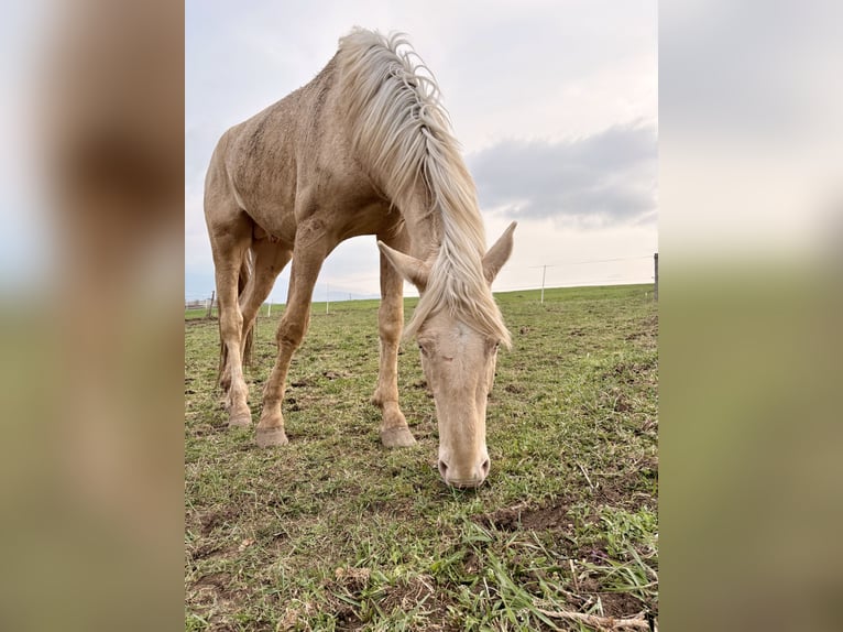 Kinsky-Pferd Wallach 5 Jahre 175 cm Champagne in Prešov