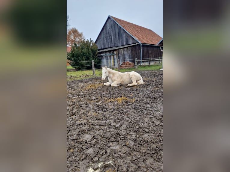 Kinsky-Pferd Wallach 9 Jahre 178 cm Perlino in Kirchberg am Wagram