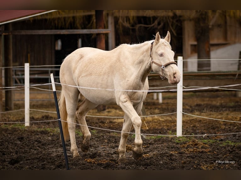 Kinsky-Pferd Wallach 9 Jahre 178 cm Perlino in Kirchberg am Wagram