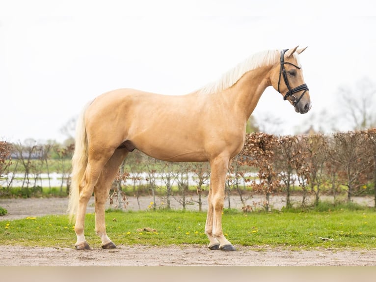 Kinsky Stallone 6 Anni 160 cm Palomino in Eisighofen