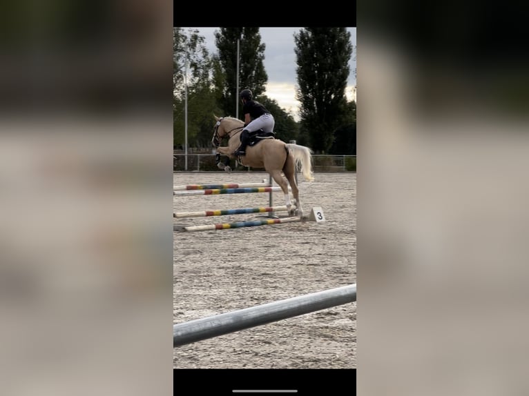 Kinsky Stallone Palomino in LangenbachLangenbach