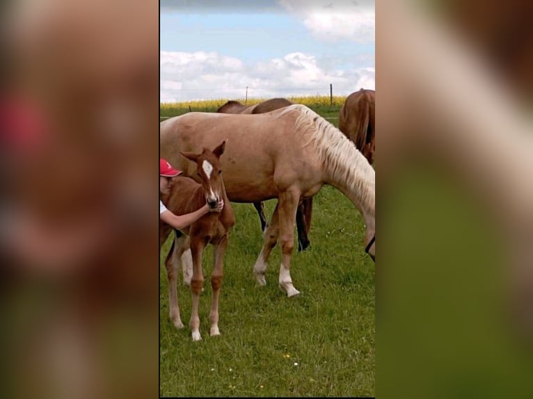 Kinskyhäst Hingst Föl (01/2024) in Bissingen