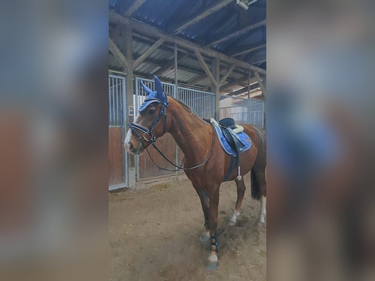 Kisber Castrone 14 Anni 165 cm Sauro in Neuhaus am Rennweg