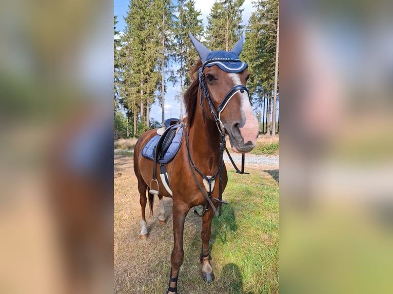 Kisber Castrone 14 Anni 165 cm Sauro in Neuhaus am Rennweg