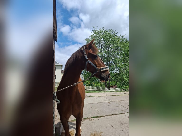 Kisber Castrone 14 Anni 165 cm Sauro in Neuhaus am Rennweg