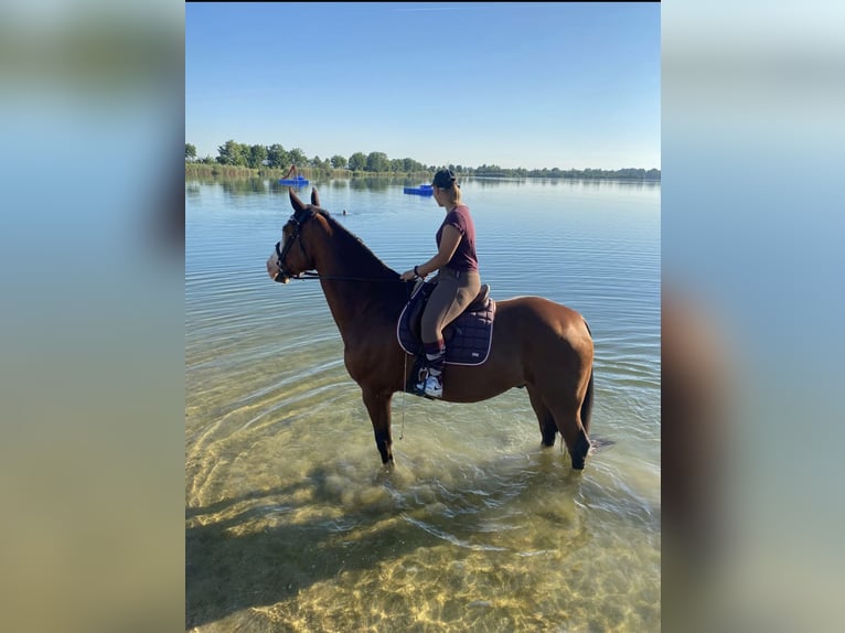 Kisber Castrone 14 Anni 179 cm Baio scuro in Neustadt an der Donau